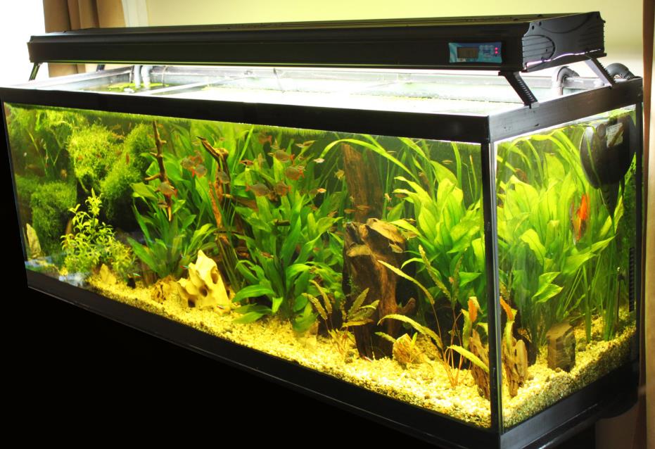 fish tank