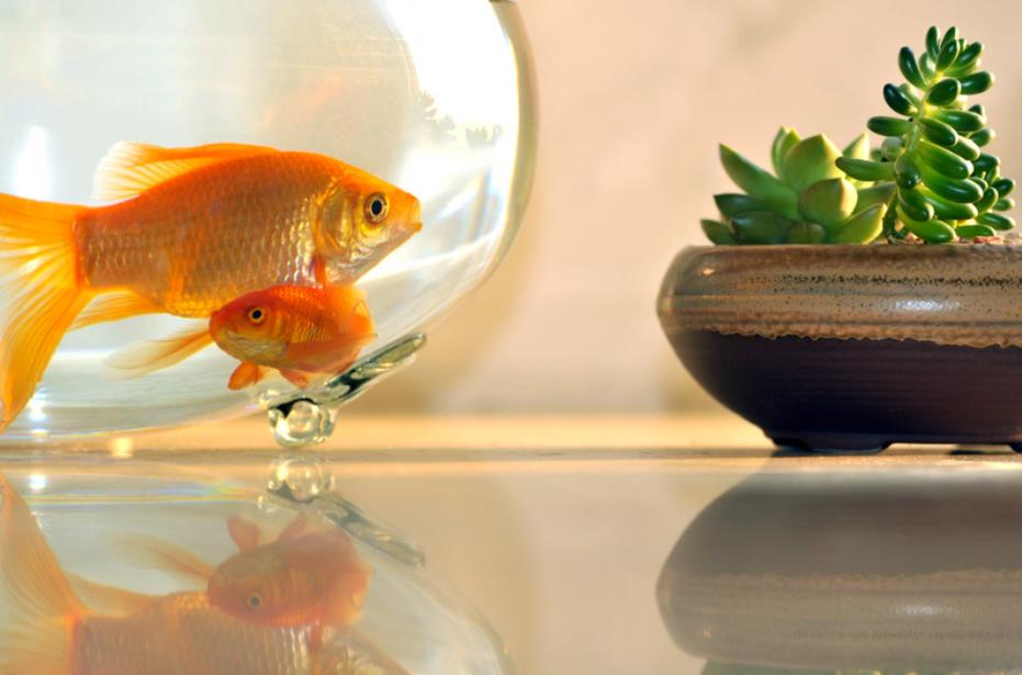 How Often To Change The Water For A Goldfish? - Aqua Global - Regular Water Change Necessity For Goldfish