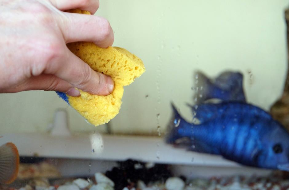 clean fish tank