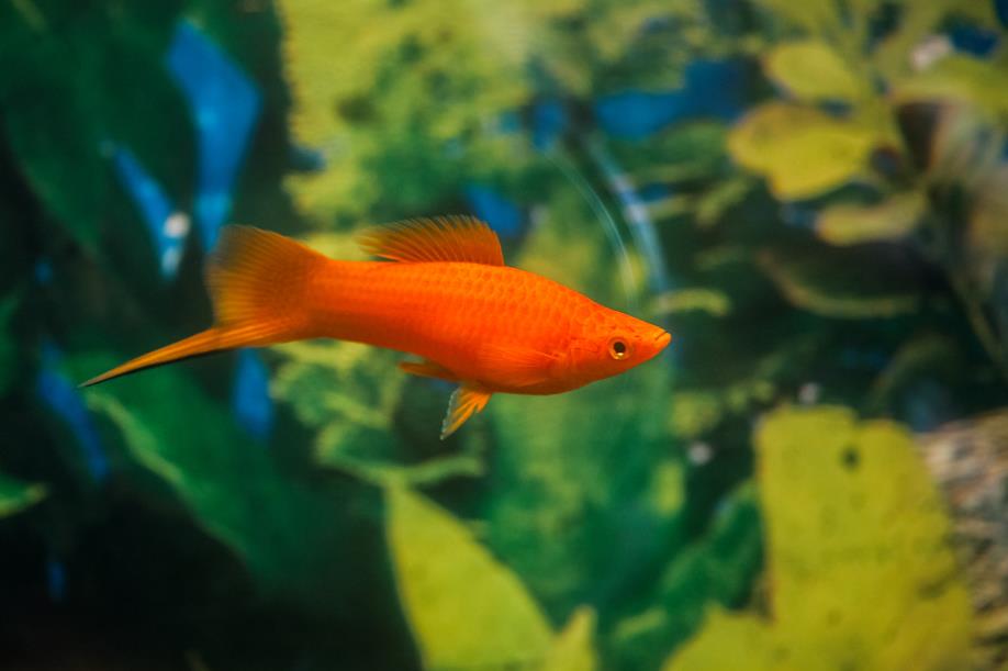 What Are The Habits Of Fish When They Sleep? Aqua Global