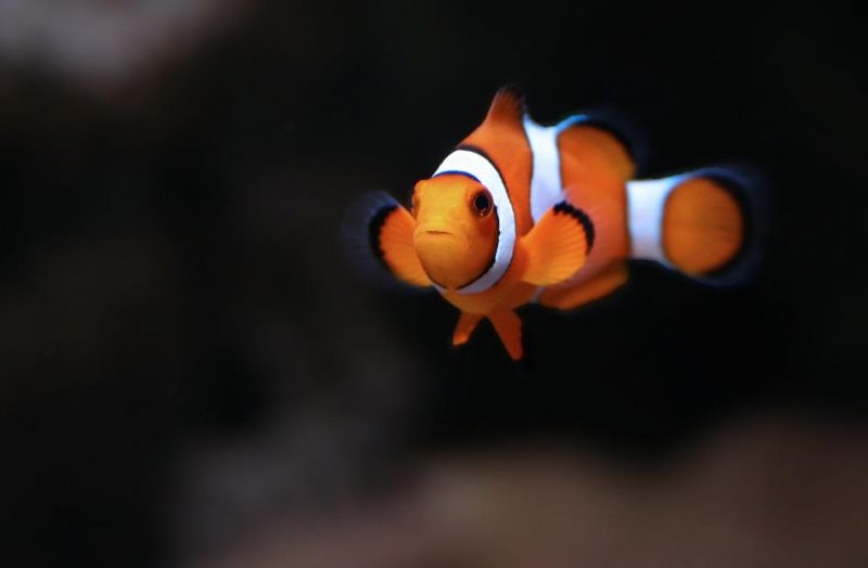 What Are The Habits Of Fish When They Sleep? Aqua Global