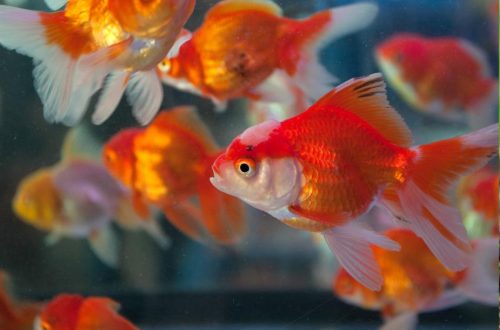 How To Treat The Rotten Tail Of Goldfish? - Aqua Global